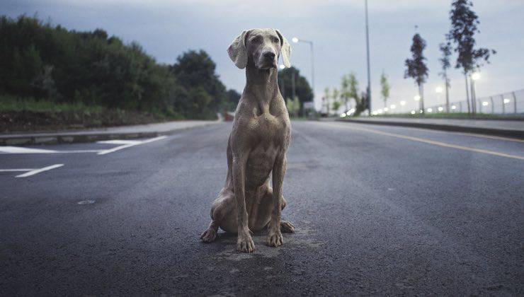 animali senza vita appello 