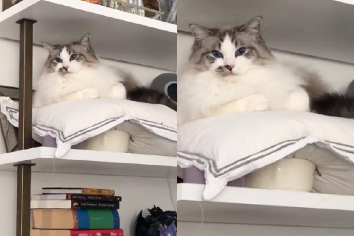 gatto george zona proibita