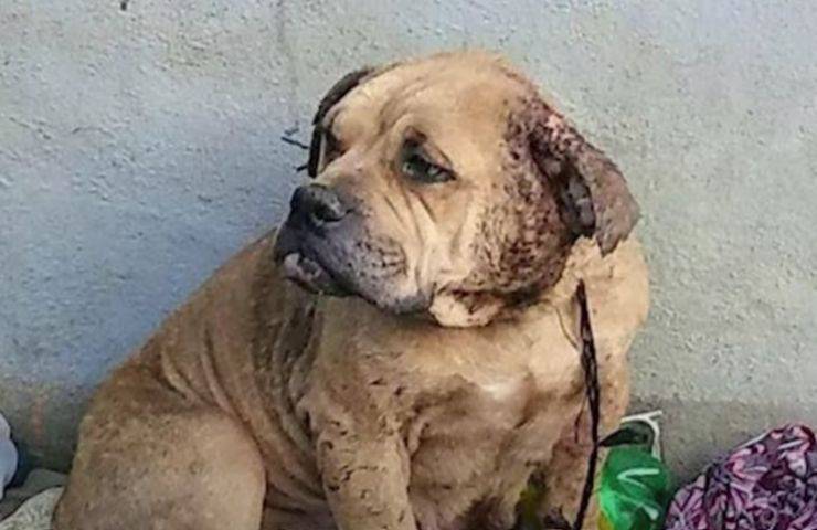 Sophie: Dalla discarica alla rinascita