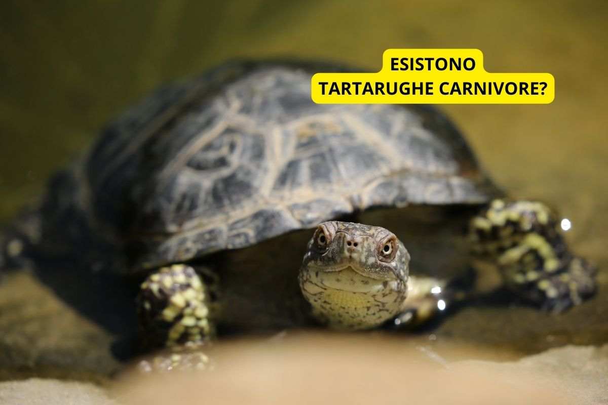 tartarughe carnivore