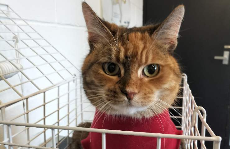 gatto sintomi mal di pancia