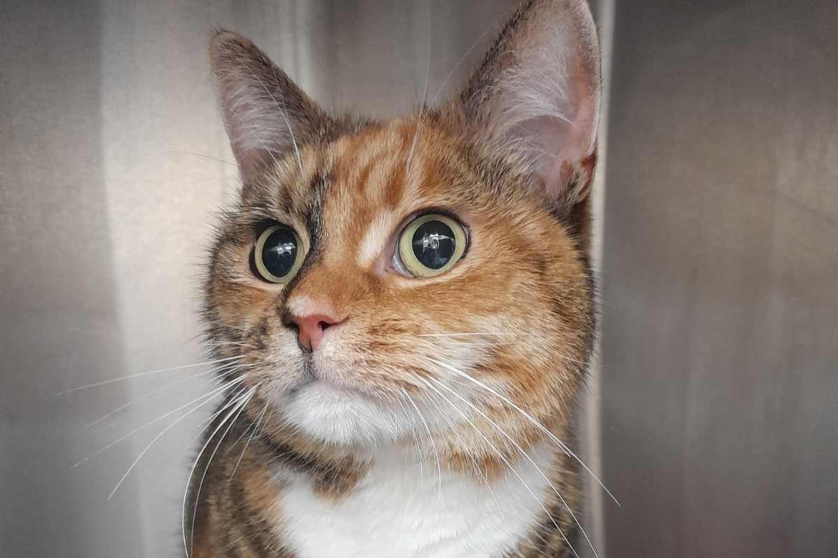 gatto mangia elastici