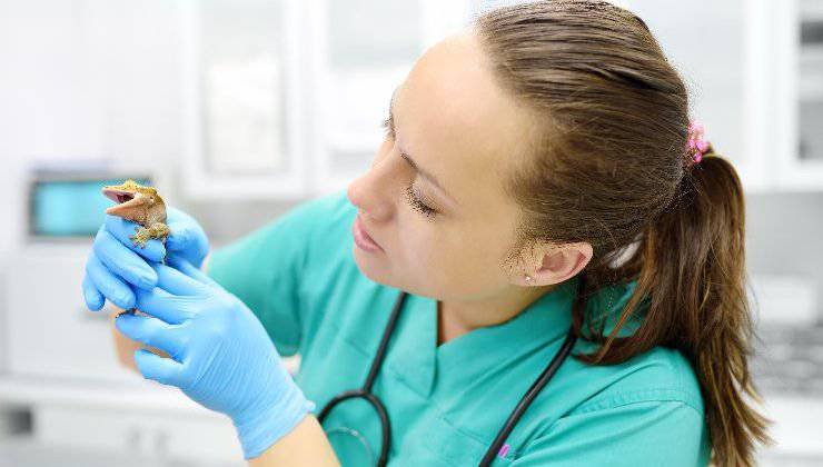 iguana dal veterinario