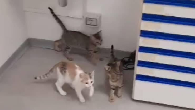 tremolini adottati nuova casa 