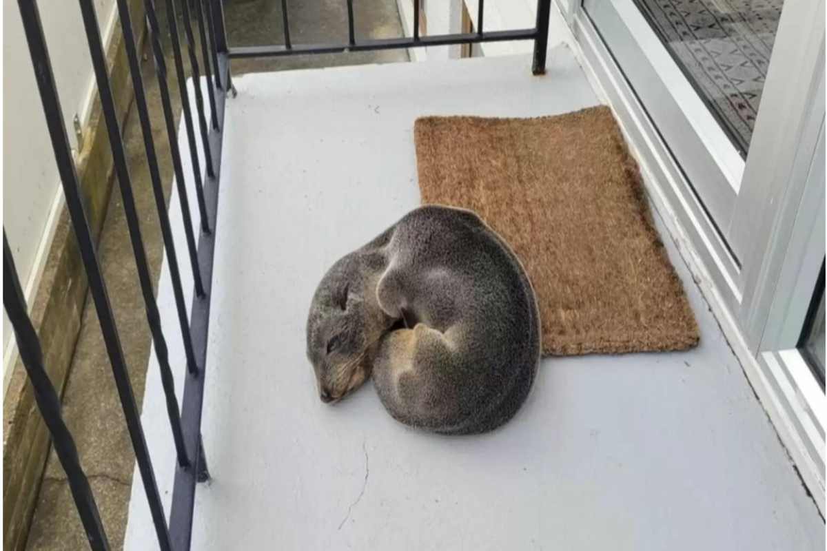 Trovano una foca sulla loro terrazza