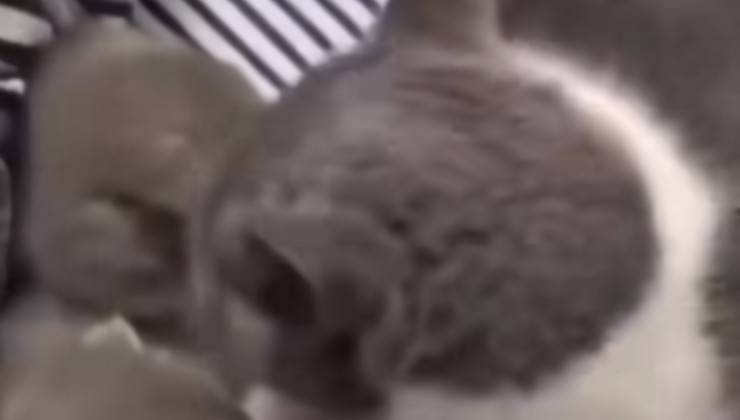 gatti dormono lettone umano