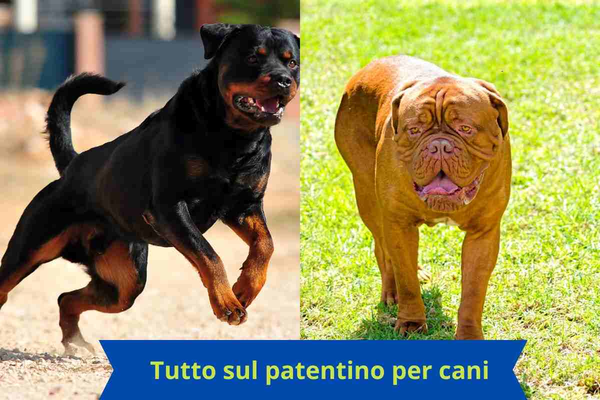 Cani a rischio 