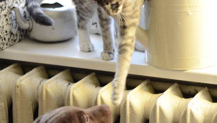 veterinario zampa sostegno aiuto 