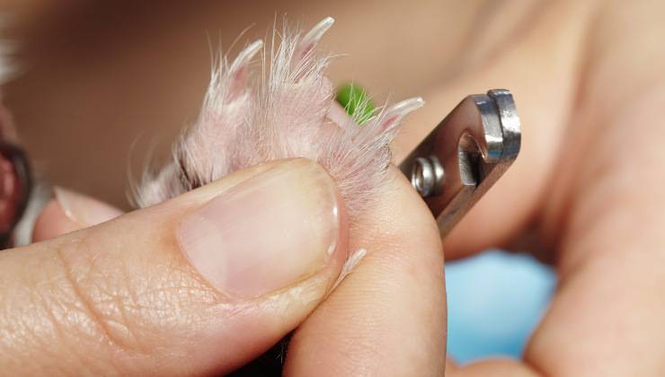 Unghia del furetto