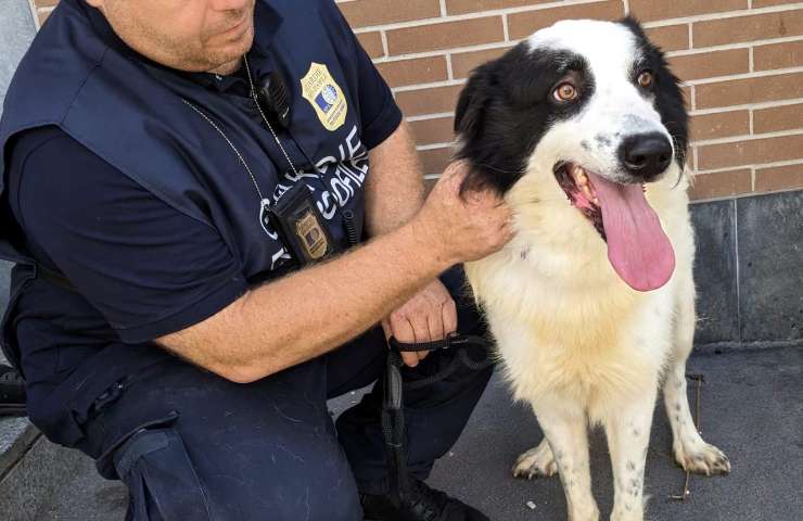 cane viveva in balcone milano