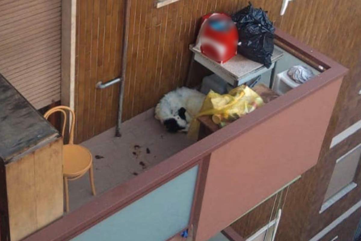 cane costretto vivere balcone