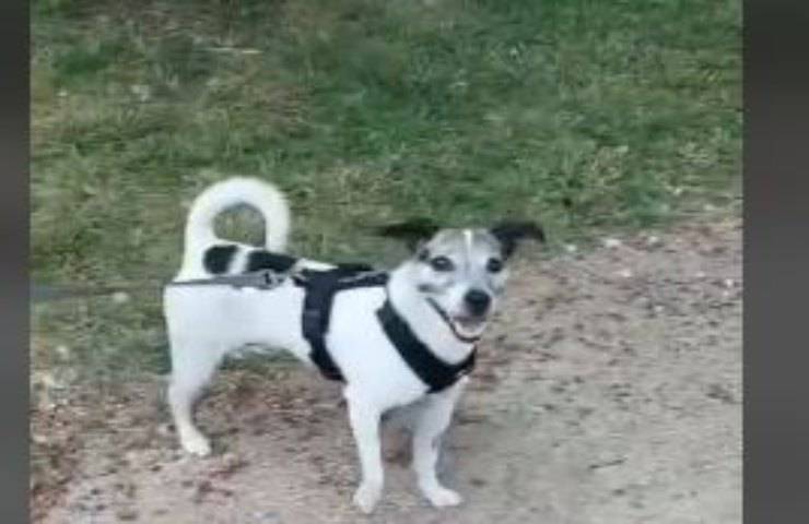 Abbandona il suo fedele compagno dopo 11 anni per colpa della nuova fidanzata