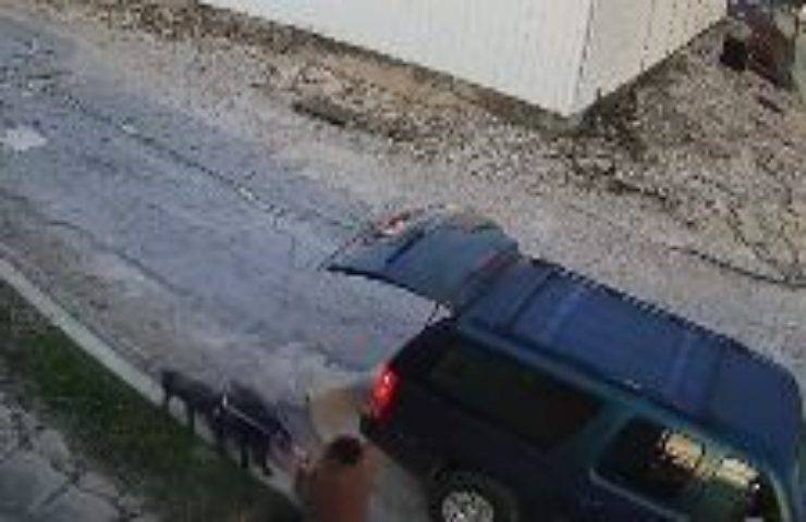 Non riesce a venderli: allevatore si sbarazza dei cuccioli