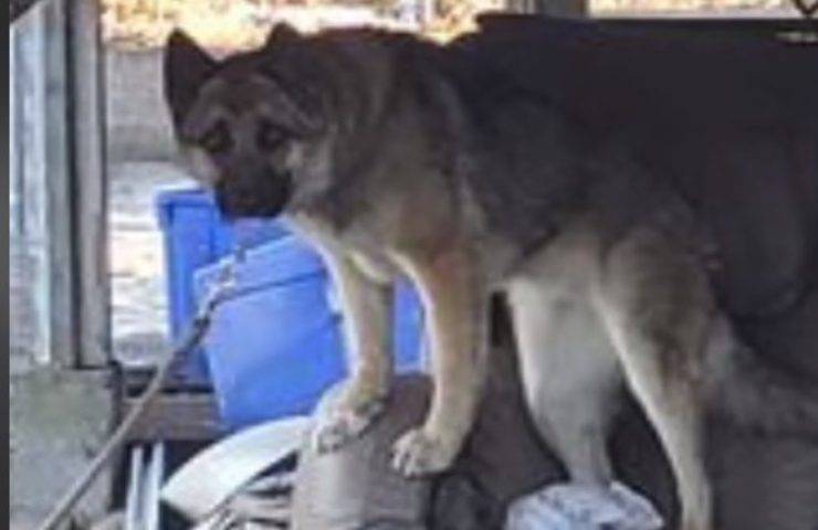 Legata davanti al rifugio non accetta aiuto