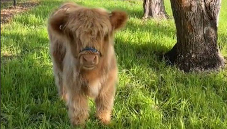 Highlander Fergus piccolo bovino