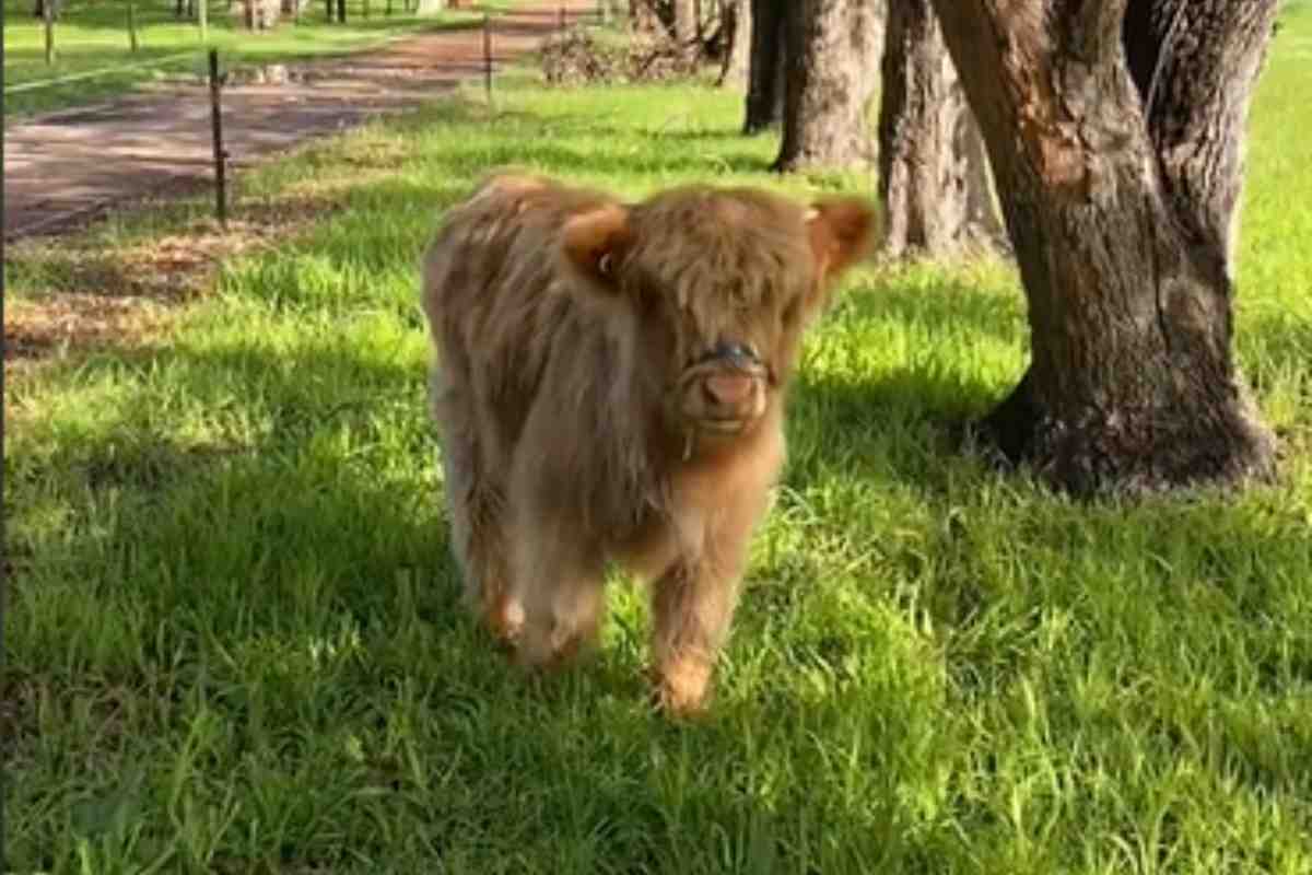 dolcezza cucciolo Highlander Fergus