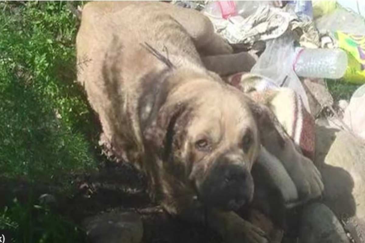 Sophie: Dalla discarica alla rinascita