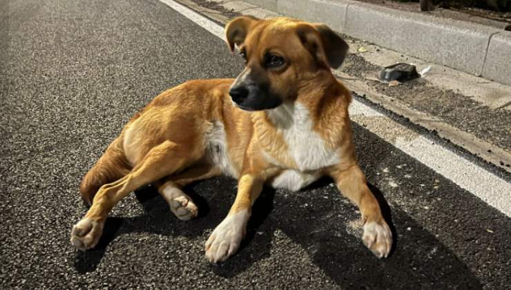 cagnolina betty cerca casa