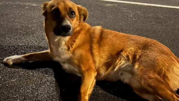 cagnolina betty aspetta famiglia