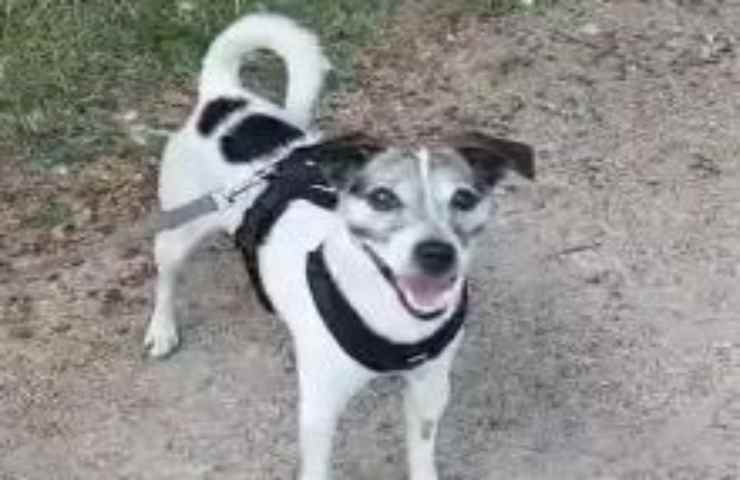 Abbandona il suo fedele compagno dopo 11 anni per colpa della nuova fidanzata