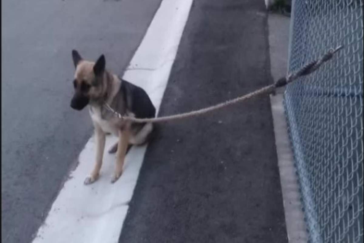 Legata davanti al rifugio non accetta aiuto