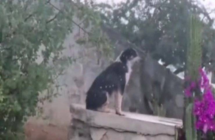 Abbandonato all'aeroporto attende il ritorno dei suoi padroni