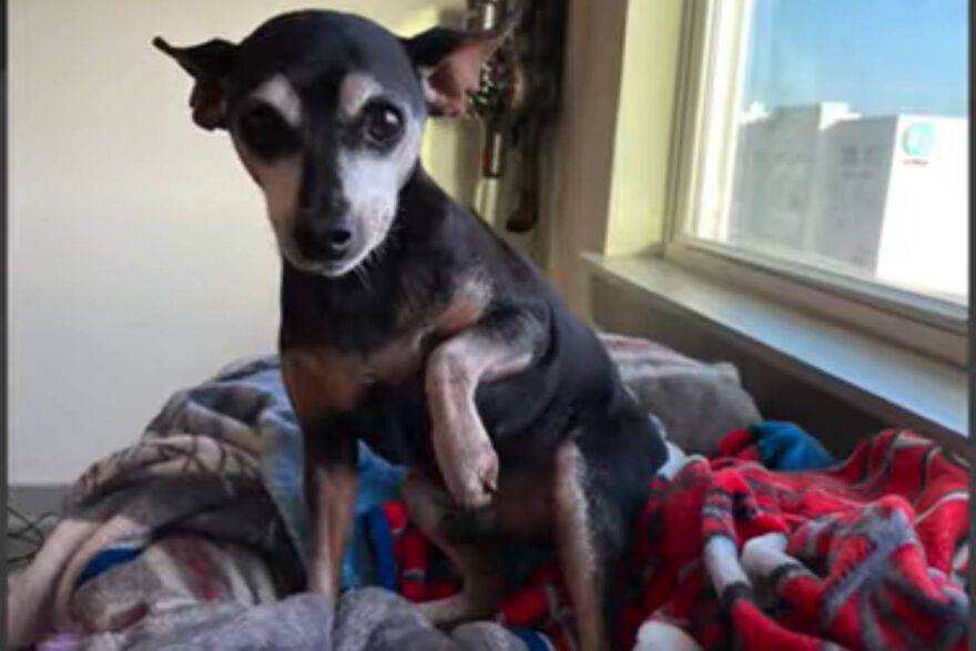 Cane affetto da demenza spezza il cuore commovente