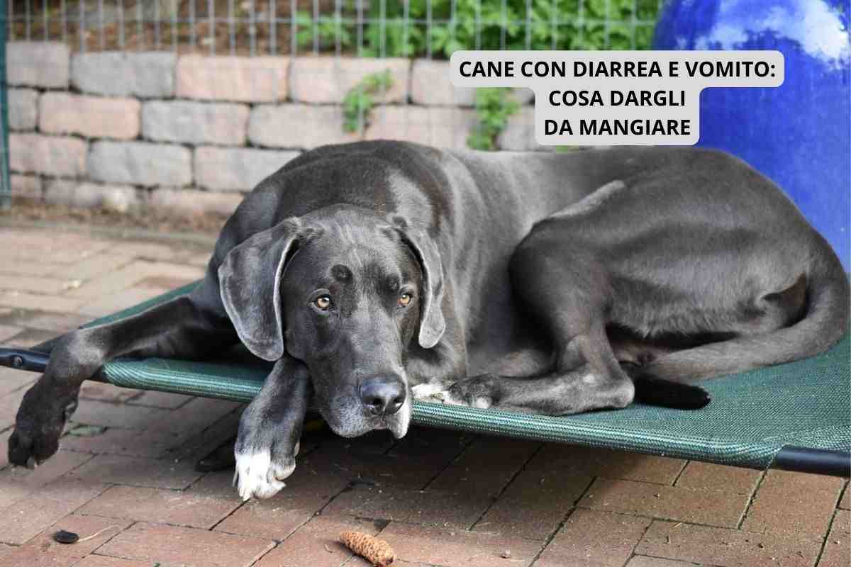 cane diarrea vomito mangiare