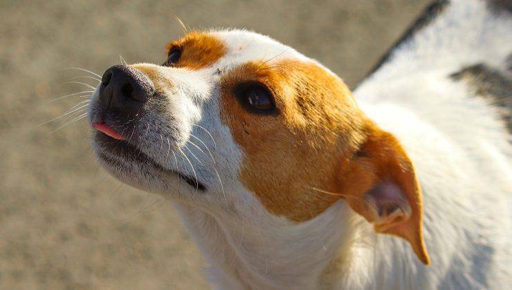 Cane con lingua fuori 