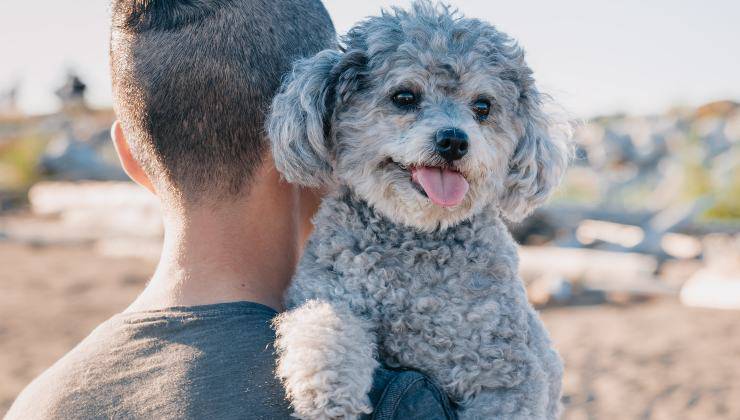 cane felice in braccio ad una persona 