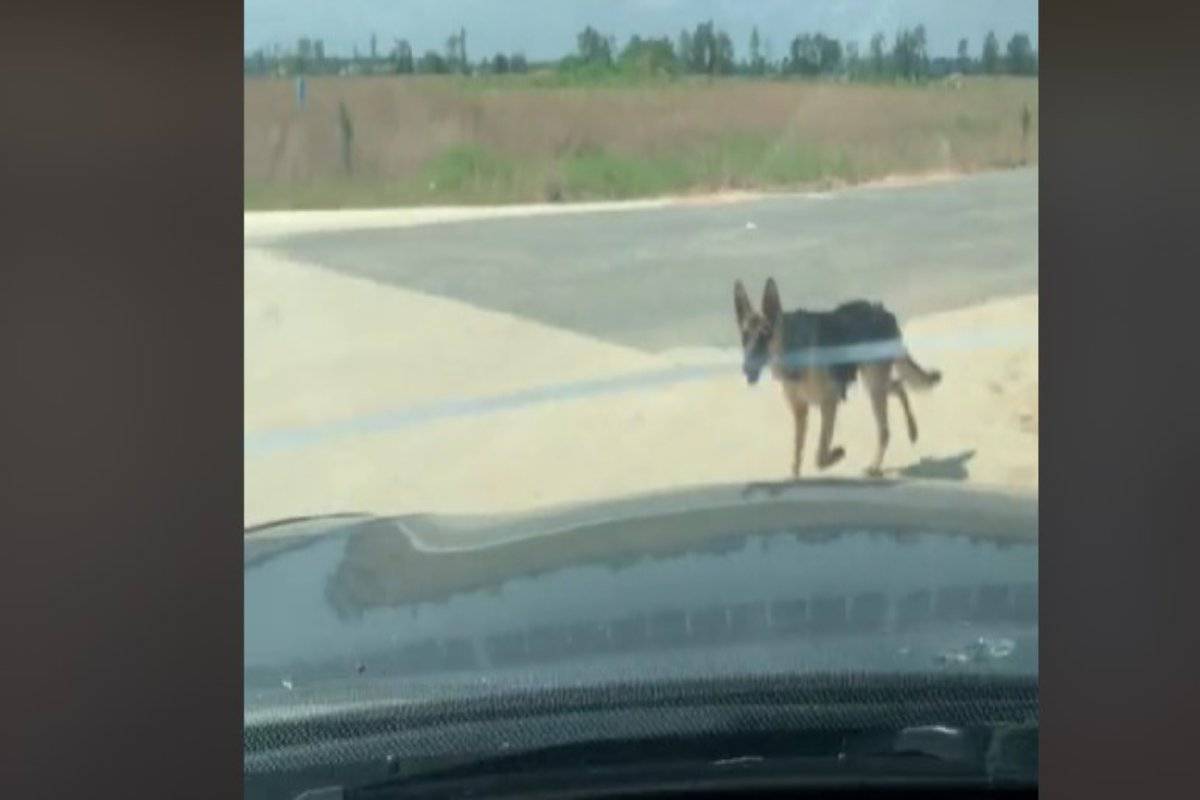 La richiesta di aiuto di Nala