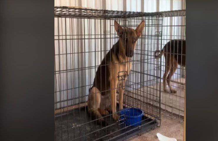 La richiesta di aiuto di Nala