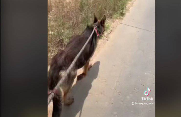 La richiesta di aiuto di Nala