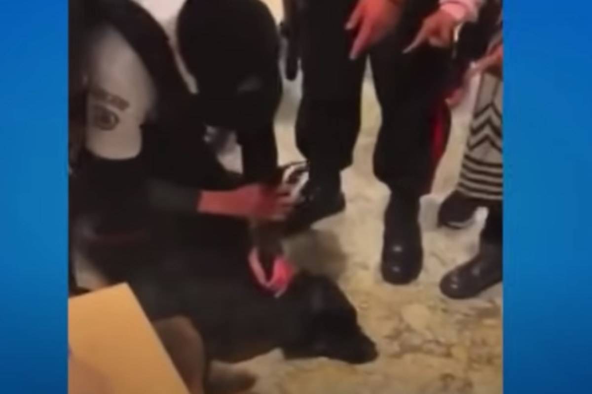 cane maltrattato dalla sicurezza del centro commerciale