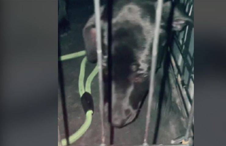 Donna acquista un cane da un passante