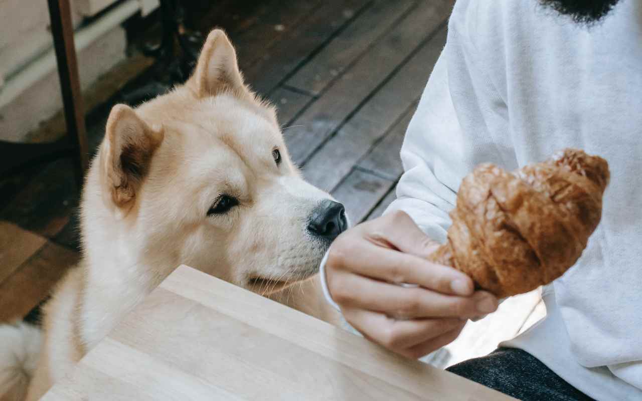 cane mendica cibo
