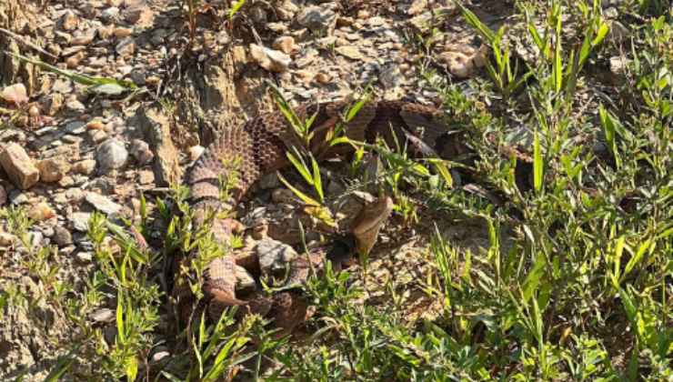 cagnolina postina serpente salvato