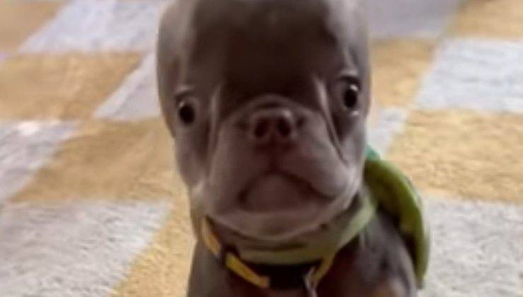 mr muggles casco speciale