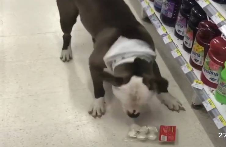 Cane abbaia insistentemente nel supermercato