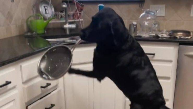 cane ruba la padella 