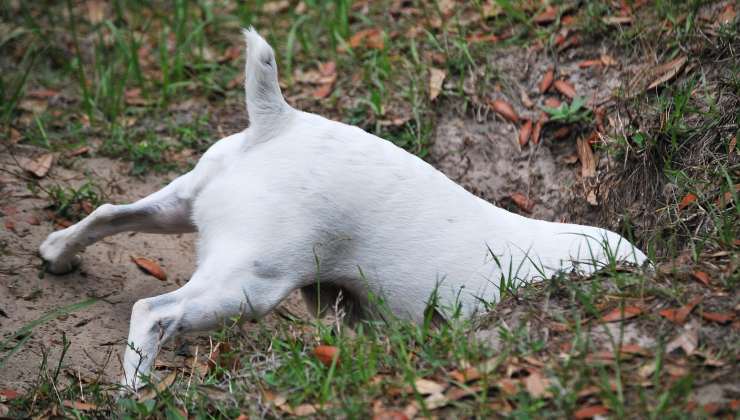 cane scava in giardino 
