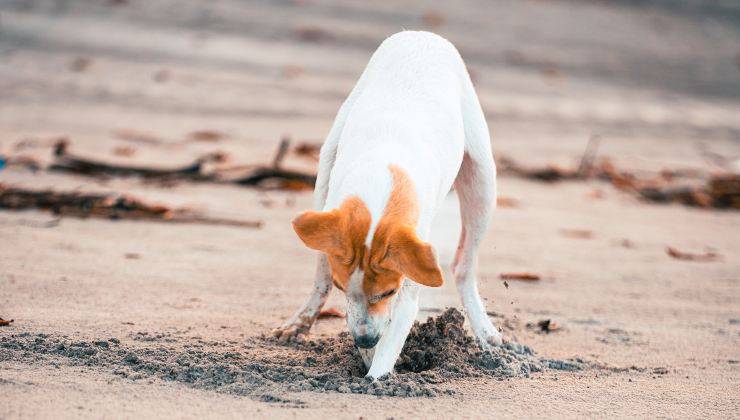 cane scava nella sabbia 
