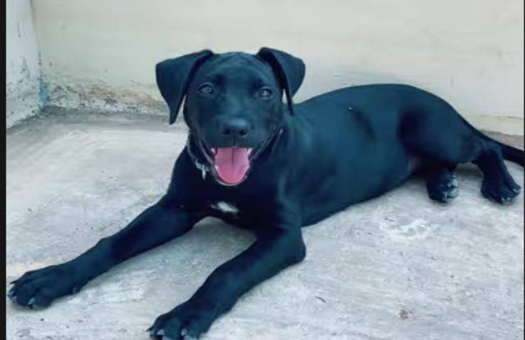 Donna acquista un cane da un passante