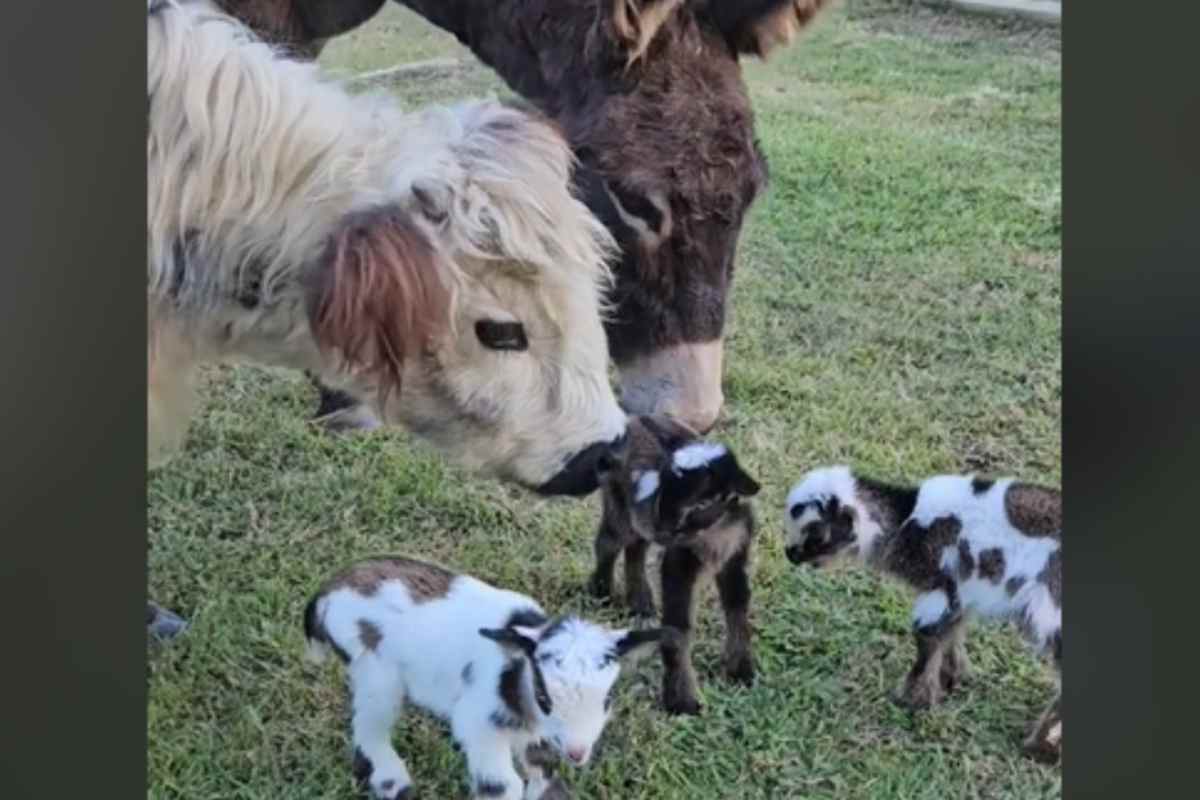 caprette animali fattoria benvenuto