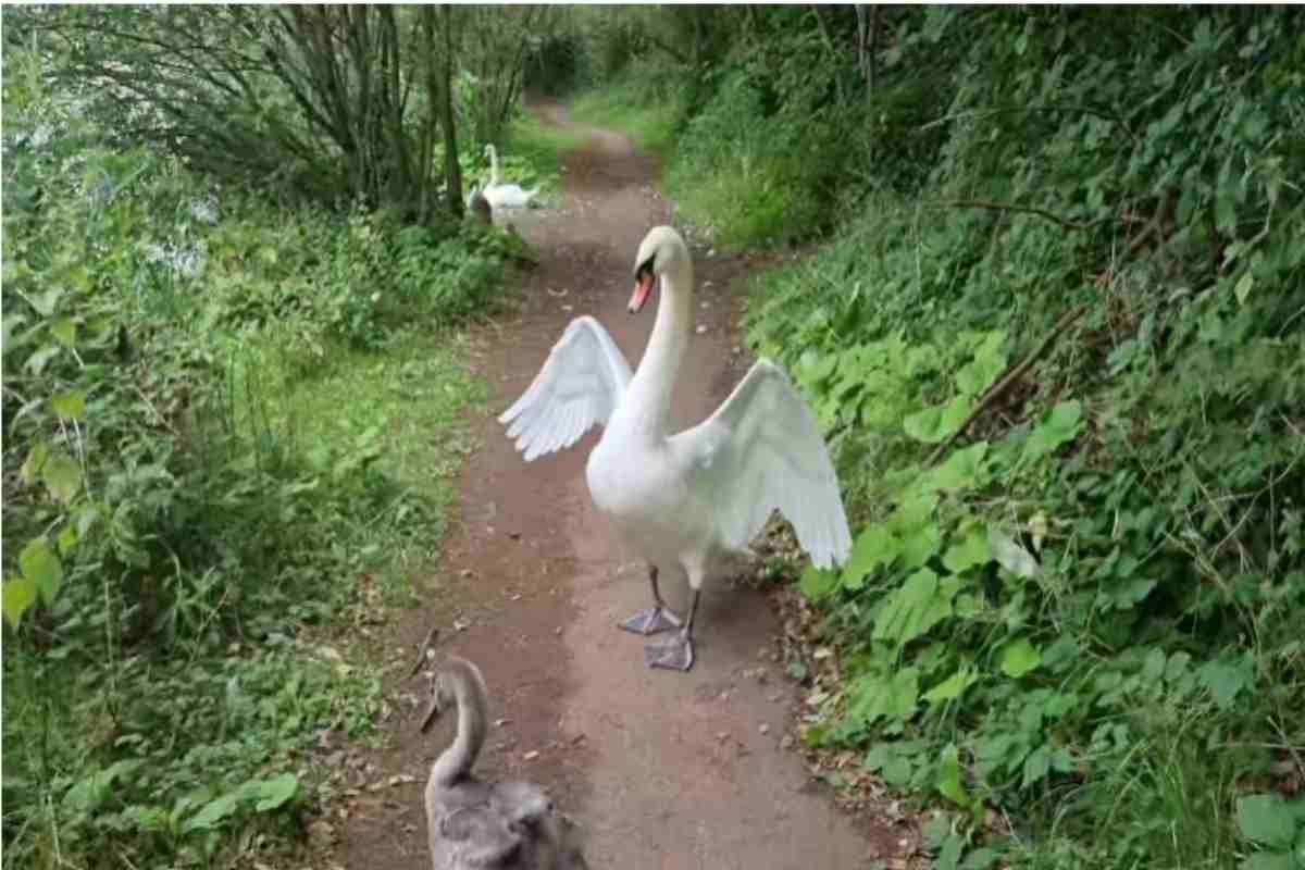 Mamma cigno ritrova il suo piccolo