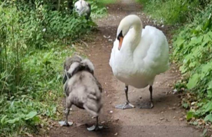 Mamma cigno ritrova il suo piccolo