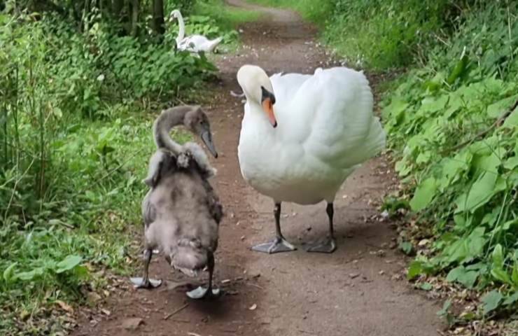 Mamma cigno ritrova il suo piccolo