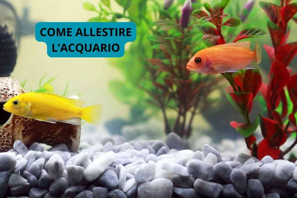 come allestire acquario