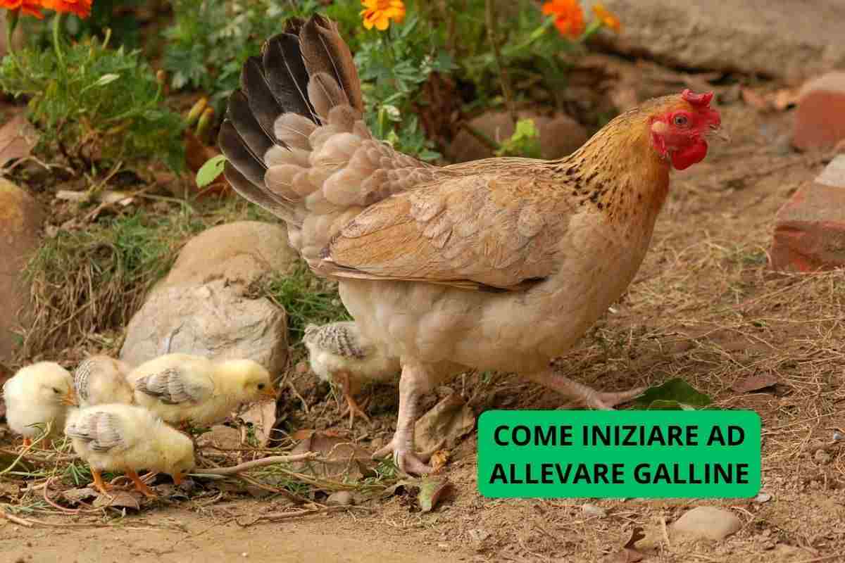 come iniziare allevare galline