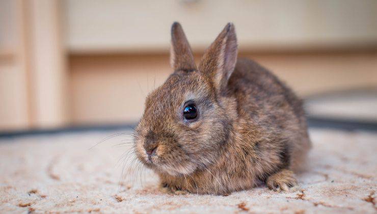 coniglio nano 